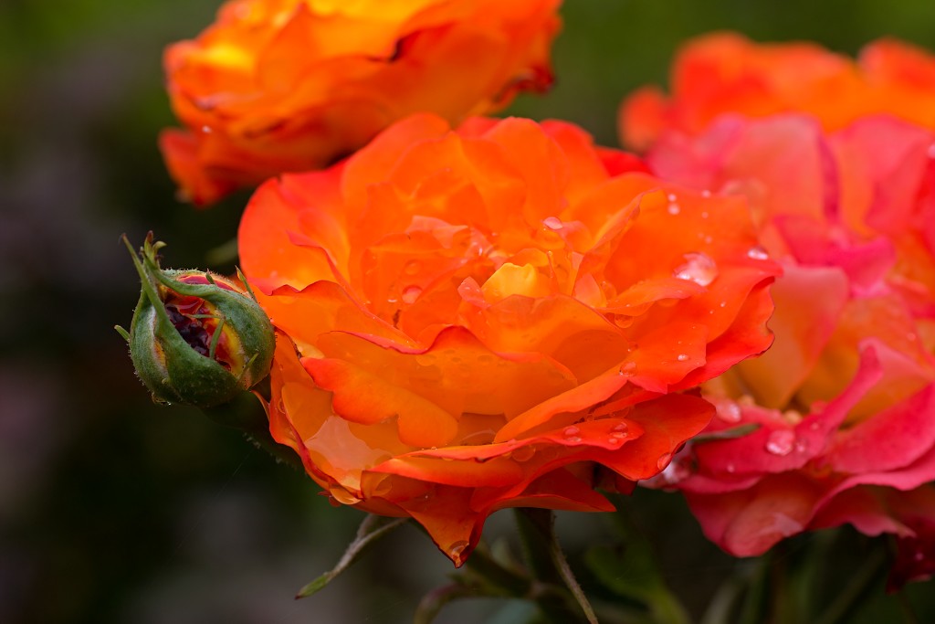 rozen roos rosa hdr natuur bloem bloemen cultivars cultivar rosaceae tuin rozentuin valentijn liefde